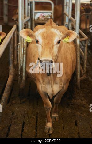 Jersey-Kuh auf einem Bauernhof in Dänemark Stockfoto