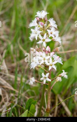 Nahaufnahme der Blüten der Bohnen (Menyanthes trifoliata) in Blüte Stockfoto