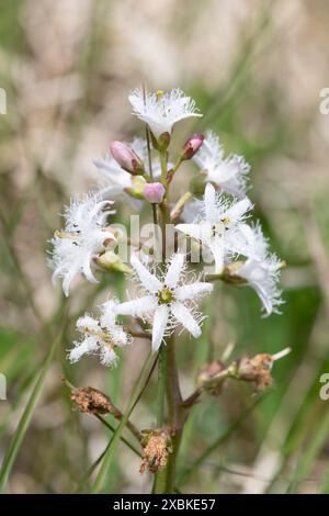 Nahaufnahme der Blüten der Bohnen (Menyanthes trifoliata) in Blüte Stockfoto