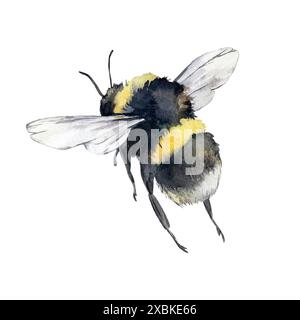 Hummel Aquarellillustration handgezeichnet und isoliert auf weißem Hintergrund. Für das Design von Karten Stockfoto