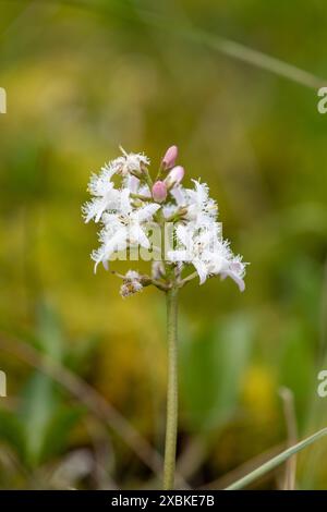 Nahaufnahme der Blüten der Bohnen (Menyanthes trifoliata) in Blüte Stockfoto