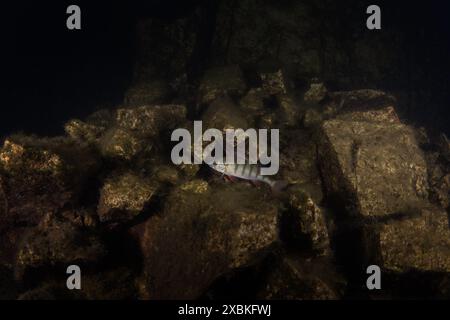 Europäische Barsche auf dem Boden. Barsch beim Nachttauchgang im See. Europäischer Fisch in Süßwasser. Fische mit dunklen Streifen am Körper. Stockfoto