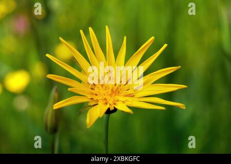 Wiesenziegen-Bart (Tragopogon pratensis) mit leicht aufgerollten Blütenblättern in Nahaufnahme Stockfoto