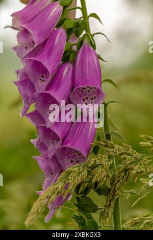 Nahaufnahme der Digitalis purpurea-Blüte (Fuchshandschuh oder Damenhandschuh). Stockfoto