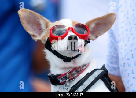 Dorf Pinehurst, Vereinigte Staaten. Juni 2024. Ein Therapiehund namens Slater wird während einer Übungsrunde bei der 124. U.S. Open Championship im Pinehurst Resort & C.C. (Kurs Nr. 2) in der Nähe des Übungs-Abschlags ausgetragen. In Pinehurst, NC am Mittwoch, 12. Juni 2024. Foto: John Angelillo/UPI Credit: UPI/Alamy Live News Stockfoto