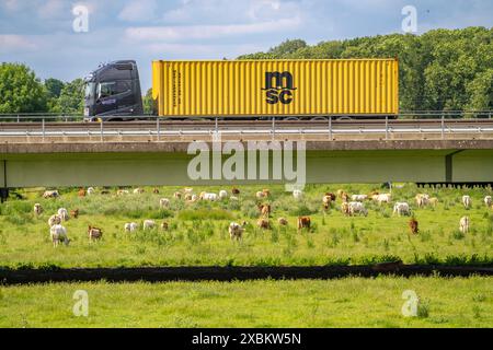 Containerwagen auf der Autobahn A40, Brücke über das Ruhr und Styrumer Ruhrauen, Rinderherde, Weidekühe, Mülheim an der Ruhr, NRW, Deutschland Stockfoto