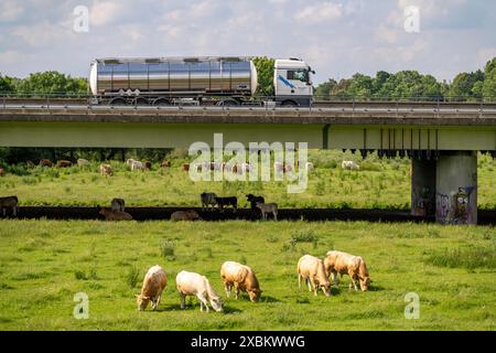 Lkw auf der Autobahn A40, Brücke über Ruhr und Styrumer Ruhrauen, Rinderherde, Weidekühe, Mülheim an der Ruhr, NRW, Deutschland Stockfoto