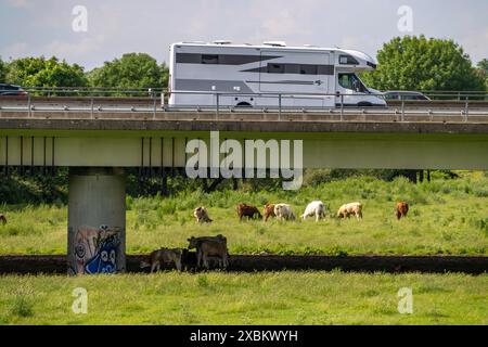 Wohnmobil an der Autobahn A40, Ruhrbrücke und Styrumer Ruhrauen, Rinderherde, Weidekühe, Mülheim an der Ruhr, NRW, Deutschland Stockfoto