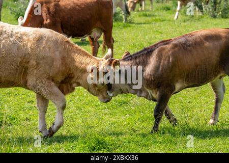 Rinderherde, Milchkühe, Weideweiden im Styrumer Ruhrauen, Mülheim an der Ruhr, NRW, Deutschland, Stockfoto