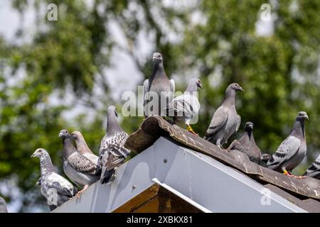 Taubentragetauben, auf einem Taubenloft, Taubenzüchter, Mülheim, NRW, Deutschland, Stockfoto