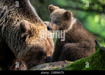 Europäischer Braunbär (Ursus arctos arctos), jung, Slowenien Stockfoto