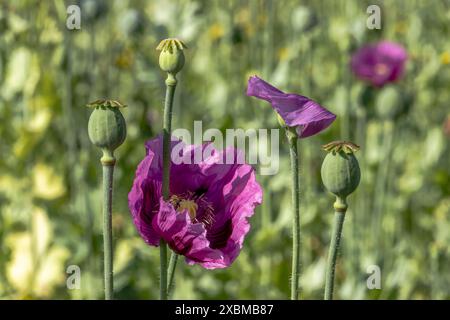 Dunkelviolette Opiummohnblumen (Papaver somniferum) und Samenköpfe, Untersulmetingen, Laupheim, Oberschwaben, Baden-Württemberg, Deutschland Stockfoto