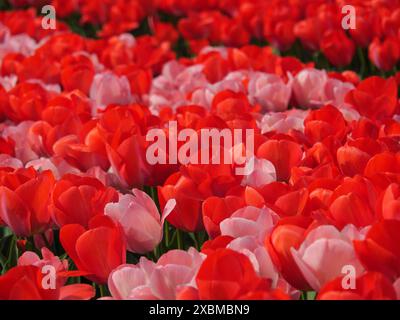 Ein Blumenfeld voller intensiver roter und zarter Tulpenblüten in amsterdam, holland, niederlande Stockfoto