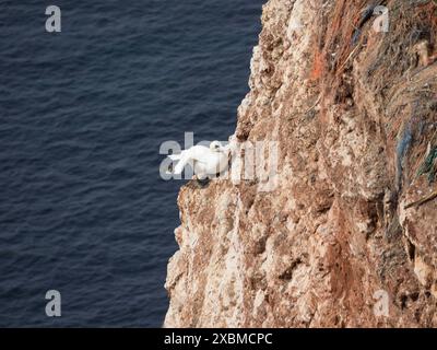 Zwei Möwen, die auf einer felsigen Klippe am Meer sitzen, Helgoland, Nordsee, Deutschland Stockfoto