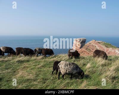 Schafe auf einer Wiese entlang der felsigen Küste mit dem Meer im Hintergrund, Helgoland, Nordsee, Deutschland Stockfoto