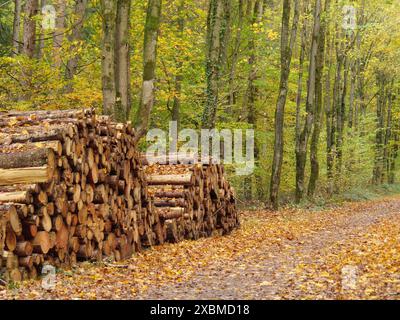 Holzstapel entlang eines Herbstweges im Wald mit goldenen Blättern, Gänsen, münsterland, westfalen, deutschland Stockfoto