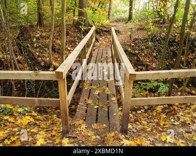 Eine kleine Holzbrücke im Herbstwald, bedeckt mit Blättern, Gmen, münsterland, westfalen, deutschland Stockfoto