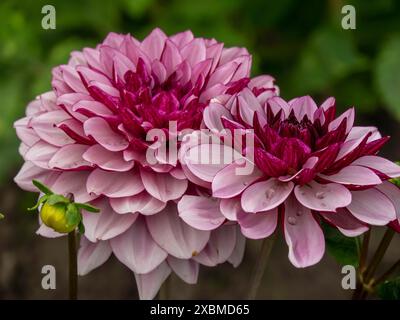 Nahaufnahme zweier roter Chrysanthemen mit Tautropfen auf den Blütenblättern, Legden, münsterland, westfalen, deutschland Stockfoto