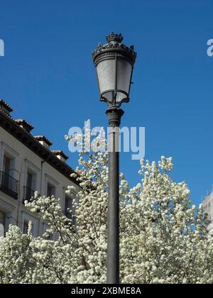 Historische Laterne zwischen blühenden Bäumen und Gebäudefassaden mit Balkonen vor blauem Himmel, Madrid, Spanien Stockfoto