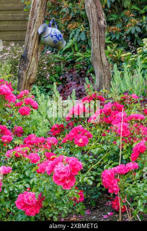 Leuchtend rote Rosen im Garten, mit einem blau-weiß verzierten Krug als Hintergrundakzent, Borken, Münsterland, Nordrhein-Westfalen, Deutschland Stockfoto