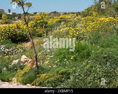Ein riesiges Blumenfeld mit überwiegend gelben Blüten und grünen Pflanzen unter einem klaren blauen Himmel, Gozo, Mittelmeer, Malta Stockfoto