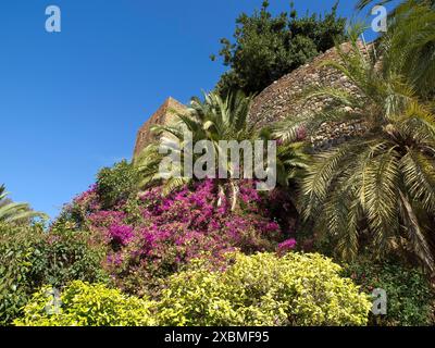 Reiche Flora mit bunten Blumen und Palmen auf einer alten Steinmauer, Malaga, Spanien Stockfoto