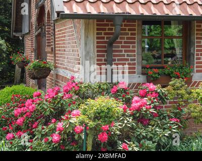 Nahansicht eines Hauses mit Ziegelfassade und Fenstern, umgeben von blühenden roten Blumen und grünen Pflanzen, Marbeck, westfalen, deutschland Stockfoto