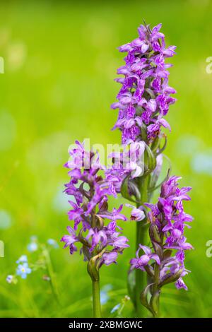 Breitblättrige Orchidee (Dactylorhiza majalis), Orchideenfamilie (Orchidaceae), Feuchtwiese, Pfullendorf, Linzgau, Baden-Württemberg, Deutschland Stockfoto