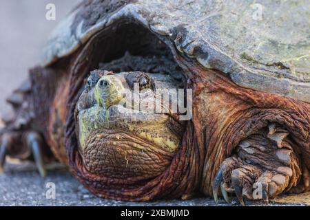 Riesige, Gemeine Schnappschildkröte Stockfoto