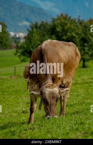 Jersey Cow weidet auf alpinen Wiesen. Kühe bei Sonnenuntergang. Kuh auf einer grünen Graswiese. Kühe schauen auf das grüne Feld. Bauernhof auf dem Land mit Kühen auf der Wiese Stockfoto