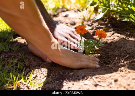 Verschiedene Paare Pflanzen Blumen zusammen im Garten unter hellem Sonnenlicht Stockfoto