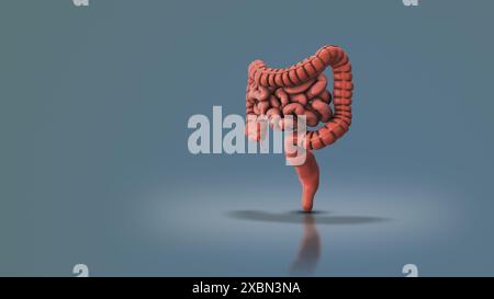 Medizinische Animation des menschlichen Verdauungssystems Stockfoto