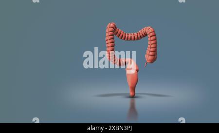 Der Dickdarm, bekannt als Dickdarm Stockfoto