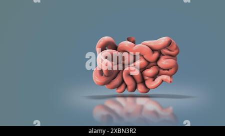 Dünndarm oder Dünndarm Stockfoto