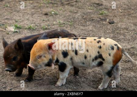Schweinchen Stockfoto