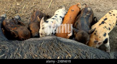 Schweinchen Stockfoto