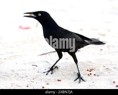 Ein Karibikgrackle am Strand von Bridgetown, Barbados Credit: Ian Jacobs Stockfoto