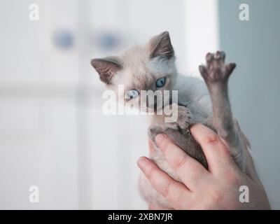 Nahaufnahme eines kleinen siamkatzenes in Händen Stockfoto