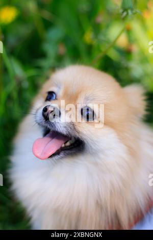 Ein lächelnder Pommerschen Hund im Gras. Ein rothaariger Pommeraner. Ein Haustier auf einem Spaziergang. Foto für das Cover . Foto eines Tieres für Druckerzeugnisse. Grünes Gras im Park Stockfoto