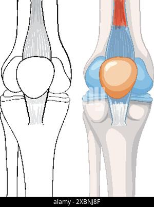 Anatomische Darstellung des menschlichen Kniegelenkes Stock Vektor