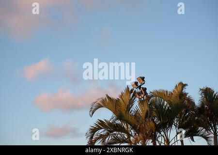 Palmwedeln, die eine Reihe von Parkplatzlichtern vor einem blauen Himmel mit sanften rosa und weißen Wolken im späten Nachmittagslicht in Brisbane, Australien, umrahmen Stockfoto