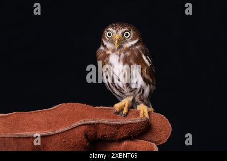 Eine Nahaufnahme einer Zwergeuze. Auf einem Handschuh, um zu zeigen, wie klein er ist. Ein schwarzer Hintergrund ergänzt das Foto Stockfoto