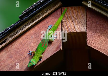 Ein hawaiianischer Gecko, der auf einer künstlichen Struktur klettert. Stockfoto