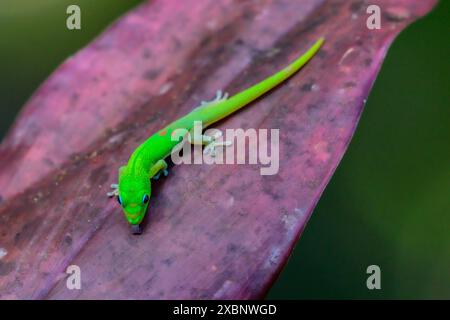 Ein farbenfroher Gecko, der auf einem rosa Blatt in einem hawaiianischen Regenwald zu sehen ist. Stockfoto