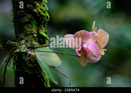 Orchideen, die im hawaiianischen Regenwald wachsen. Stockfoto