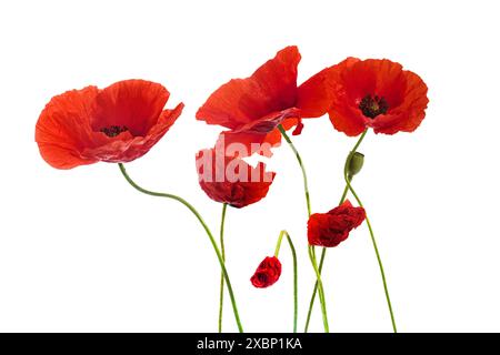 Lebendige rote Mohnblumen isoliert auf weiß Stockfoto
