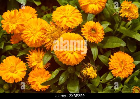 Marigold, Calendula, ist die häufigste Blüte in Asien. Ringelblumen sind winzige Röschen, umgeben von vielen Schichten zarter, geraffter Blütenblätter und einem dicken h Stockfoto