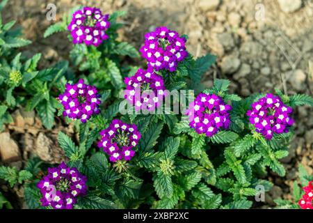 Winzige violette Eisenkraut sind ein- oder mehrjährige Blüten. Verbene, allgemein bekannt als Eisenkraut, ist eine vielseitige und attraktive blühende Pflanze mit vielen Farben Stockfoto