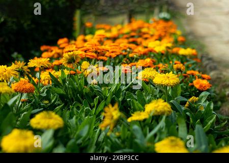 Ringelblume, auch Topfblume genannt. Dieses kalte, harte Jahr blüht vom Frühjahr und Spätsommer bis in den Herbst. Eine der einfachsten und vielseitigsten Blumen Stockfoto