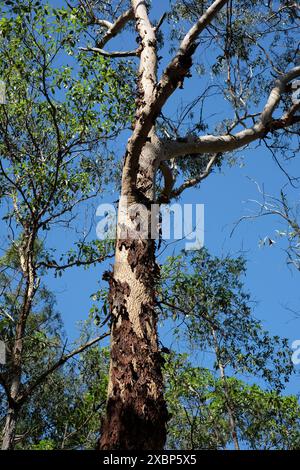 Blick auf den gekerbten Stamm einer Angophora Costata, Eukalyptus, Kaugummi, im Seven Hills Buschland Reserve, Carina, Brisbane, Australien Stockfoto